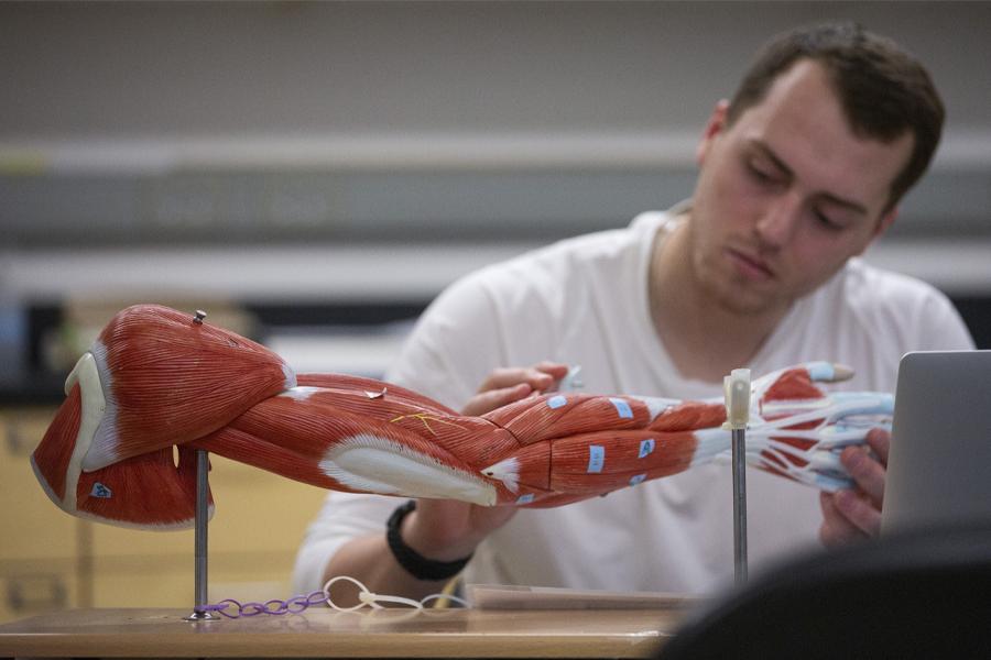 A student looks at a human anatomy 3-D model of a an arm.