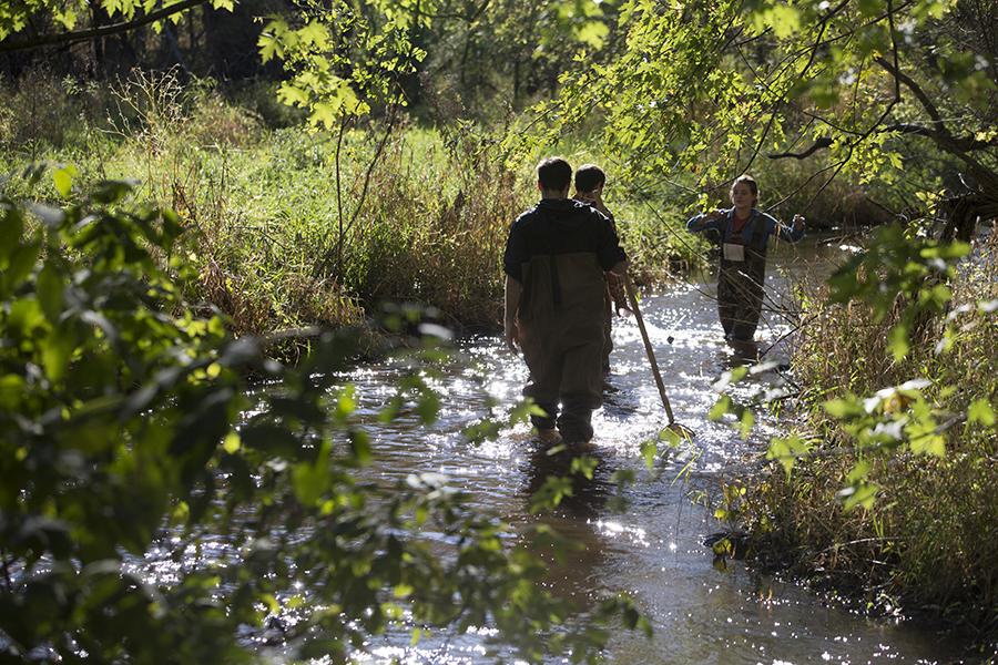 Students walk through a river with tall grasses and trees on both sides of the water.